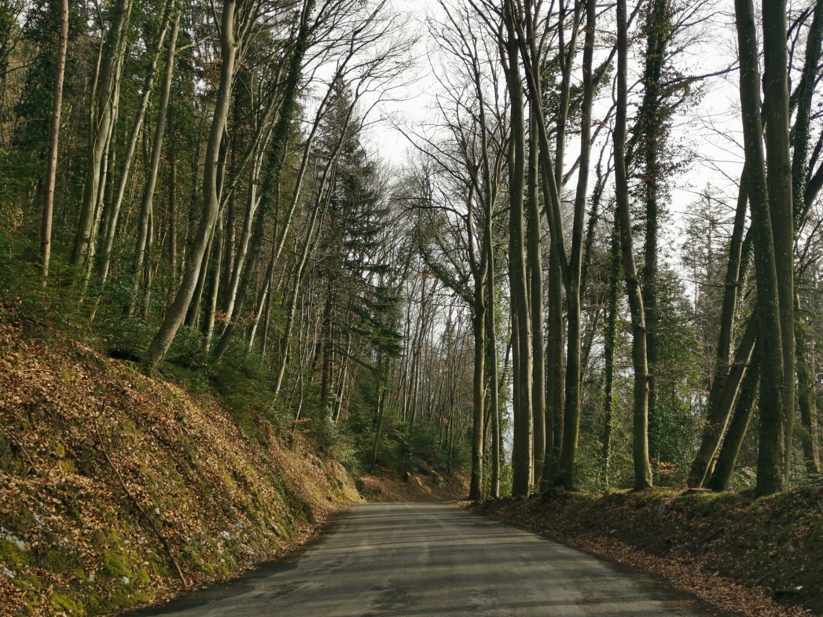 Ollon: près de 800 arbres vont être abattus à Antagnes